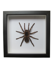Load image into Gallery viewer, Brazilian Rusty Birdeater Tarantula