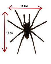 Load image into Gallery viewer, Goliath Tarantula