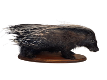 Load image into Gallery viewer, African Porcupine-Full Mount
