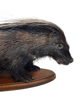Load image into Gallery viewer, African Porcupine-Full Mount