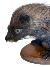 Load image into Gallery viewer, African Porcupine-Full Mount