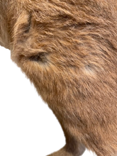 Load image into Gallery viewer, Standing Caracal-Full Body Mount Taxidermy