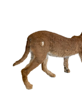 Load image into Gallery viewer, Caracal-Full Body Mount Taxidermy