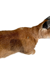 Load image into Gallery viewer, Caracal-Full Body Mount Taxidermy