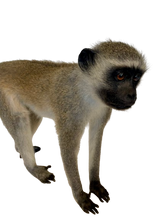 Load image into Gallery viewer, Vervet Monkey Full Body Mount Taxidermy