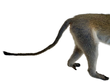 Load image into Gallery viewer, Vervet Monkey Full Body Mount Taxidermy