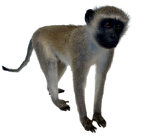 Load image into Gallery viewer, Vervet Monkey Full Body Mount Taxidermy