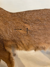 Load image into Gallery viewer, Caracal #1 Full Body Mount Taxidermy