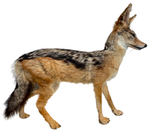 Load image into Gallery viewer, Jackal #2 Taxidermy