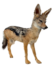 Load image into Gallery viewer, Jackal #2 Taxidermy