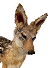 Load image into Gallery viewer, Jackal #2 Taxidermy