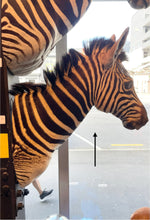 Load image into Gallery viewer, Zebra Bust #2 Taxidermy