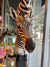 Load image into Gallery viewer, Zebra Bust #2 Taxidermy