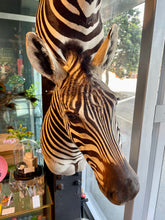 Load image into Gallery viewer, Zebra Bust #2 Taxidermy