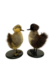 Load image into Gallery viewer, Taxidermy-Black Muscovy Ducklings
