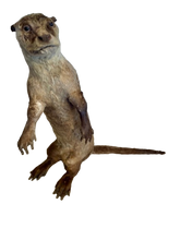 Load image into Gallery viewer, Cape Clawless Otter Full Taxidermy