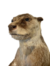 Load image into Gallery viewer, Cape Clawless Otter Full Taxidermy