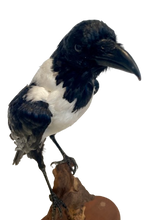 Load image into Gallery viewer, African Pied Crow Taxidermy #1