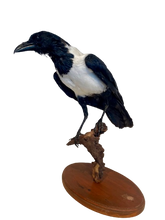 Load image into Gallery viewer, African Pied Crow Taxidermy #1