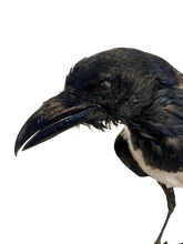 Load image into Gallery viewer, African Pied Crow Taxidermy #1