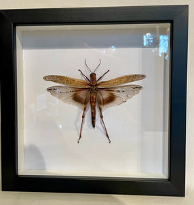 Desert Locust -Framed