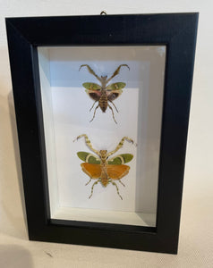Jeweled Flower Mantis and Banded Flower Mantis - Framed