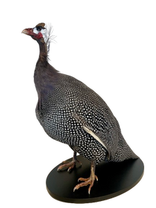 Guinea Fowl-Taxidermy