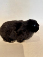 Load image into Gallery viewer, Baby Black Bunny-Taxidermy
