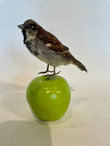 Unmounted Male Sparrow-Taxidermy