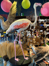 Load image into Gallery viewer, Vintage Flamingo Taxidermy-IN-STORE PICK UP ONLY