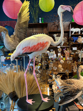 Load image into Gallery viewer, Vintage Flamingo Taxidermy-IN-STORE PICK UP ONLY