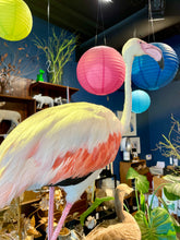 Load image into Gallery viewer, Vintage Flamingo Taxidermy-IN-STORE PICK UP ONLY