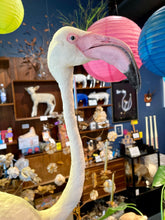 Load image into Gallery viewer, Vintage Flamingo Taxidermy-IN-STORE PICK UP ONLY