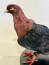 Load image into Gallery viewer, Archangel Pigeon Taxidermy no.1