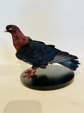 Load image into Gallery viewer, Archangel Pigeon Taxidermy no.1