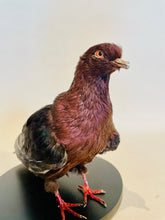 Load image into Gallery viewer, Archangel Pigeon Taxidermy no.1