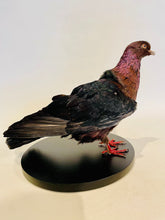 Load image into Gallery viewer, Archangel Pigeon Taxidermy no.1
