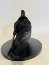 Load image into Gallery viewer, Archangel Pigeon Taxidermy no.1