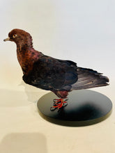 Load image into Gallery viewer, Archangel Pigeon Taxidermy no.2