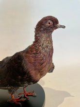 Load image into Gallery viewer, Archangel Pigeon Taxidermy no.2
