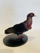 Load image into Gallery viewer, Archangel Pigeon Taxidermy no.2