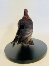Load image into Gallery viewer, Archangel Pigeon Taxidermy no.2