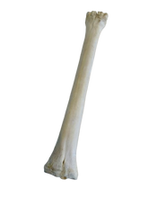 Load image into Gallery viewer, Genuine Giraffe Leg Bone