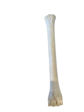 Load image into Gallery viewer, Genuine Giraffe Leg Bone