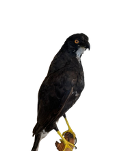 Load image into Gallery viewer, Black Mature Sparrowhawk