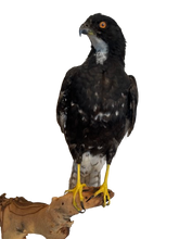 Load image into Gallery viewer, Black Mature Sparrowhawk