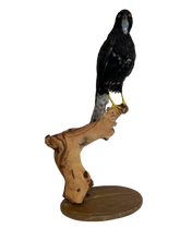 Load image into Gallery viewer, Black Mature Sparrowhawk