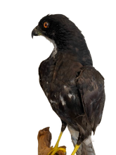 Load image into Gallery viewer, Black Mature Sparrowhawk