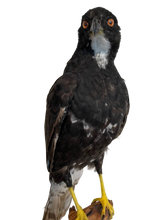 Load image into Gallery viewer, Black Mature Sparrowhawk