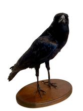 Load image into Gallery viewer, Cape Crow